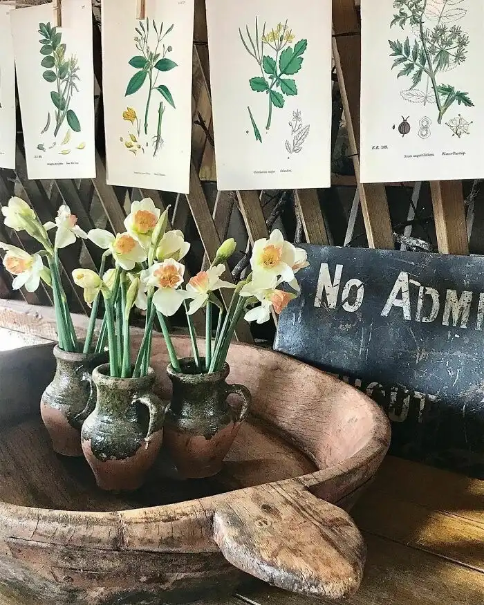 Narcissus flowers in three vintage vases sitting in a dark wood tray, with vintage botanical illustrations hanging above.