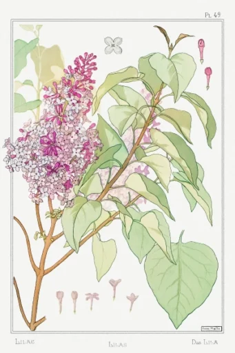 An antique botanical illustration study of the lilac plant.