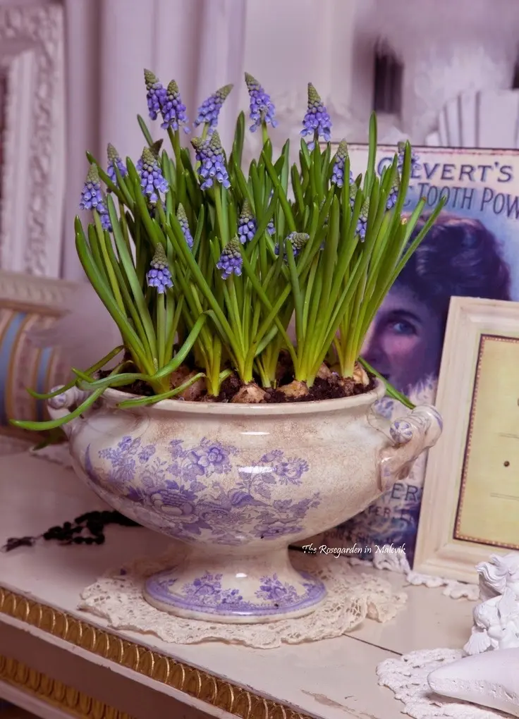 Grape hyacinths in a vintage blue and cream English transferware vessel sitting on a doilie on a vintage white wooden surface.