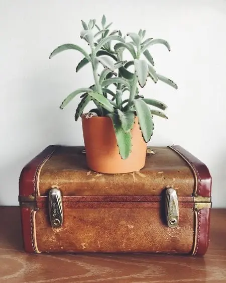 A green succulent plant in an orange clay pot on top of a brown vintage leather suitcase.