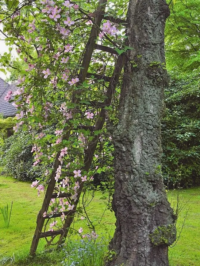 Pink flowers climb a dark wooden ladder resting on a tree growing on a bright green grass, with green shrubs behind it.