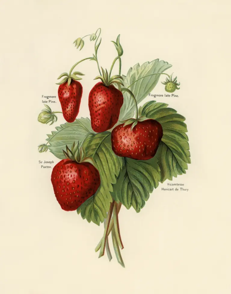 A vintage botanical print featuring an antique study of strawberry with labels, on a beige-colored background.