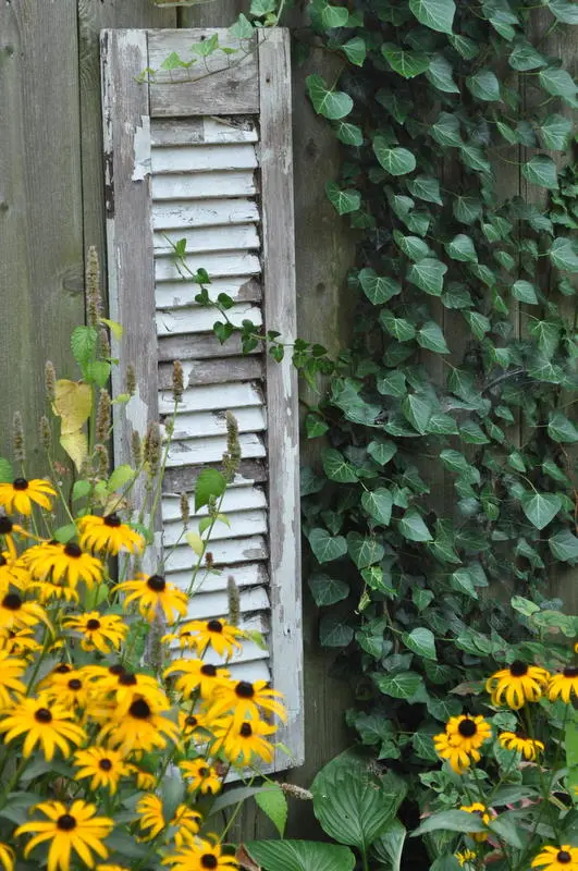 A rustic reclaimer shutter hangs on the side of a wooden shed and is surrounded by yellow flowers, climbing ivy, and other green plants.