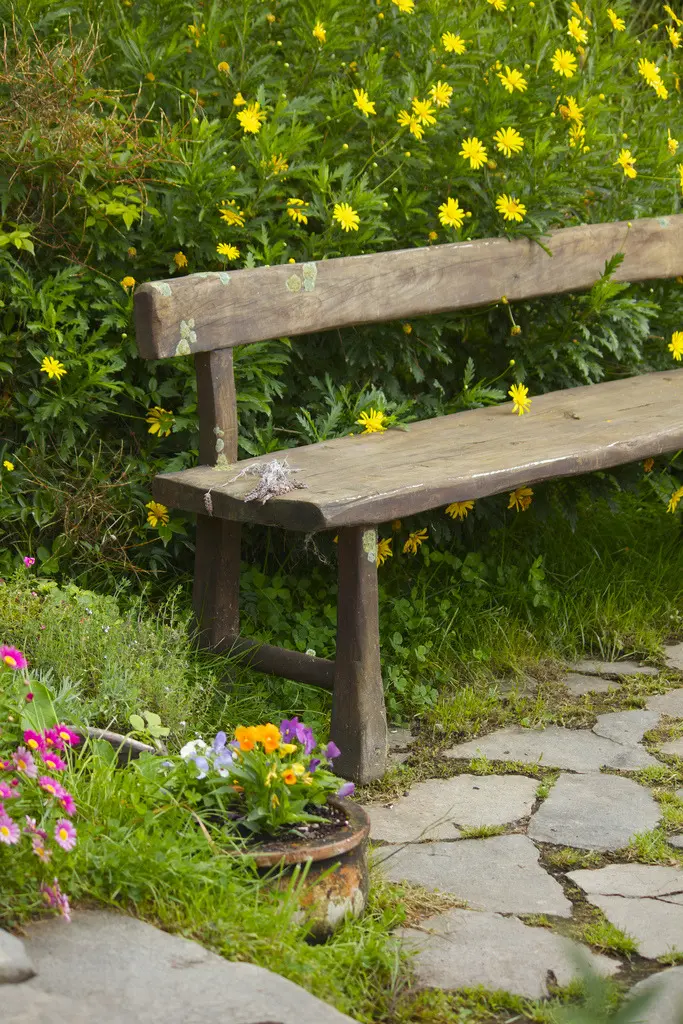 A wooden rustic bench with yellow flowers behind it and colorful potted pansy flowers next to it and lots of green grass and clovers growing all around.