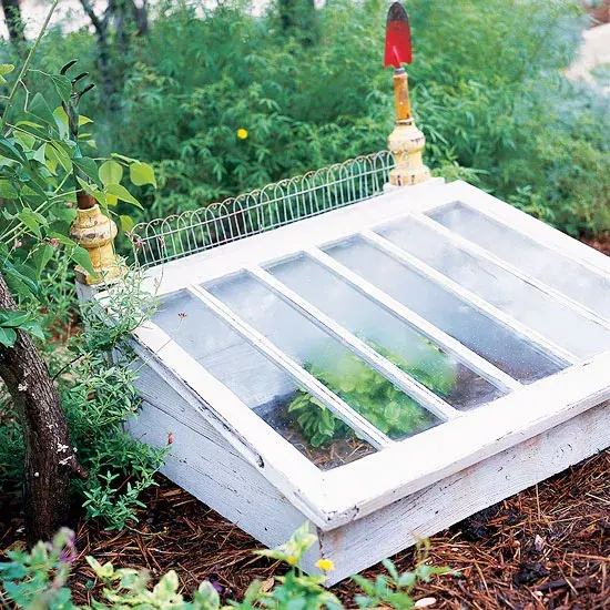 A shabby white wooden cold frame with plants inside, situated on top of some plant litter in a green garden.