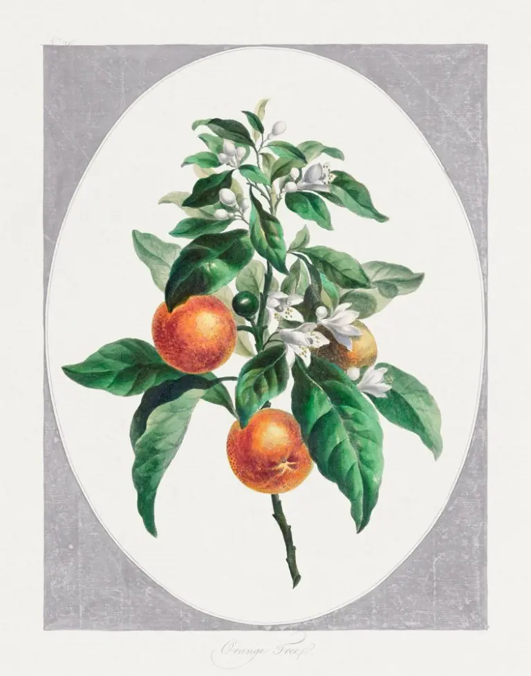 A vintage botanical print of a tangerine branch in an oval-shaped frame on a rustic gray background, labeled Orange Tree in cursive font at the bottom.