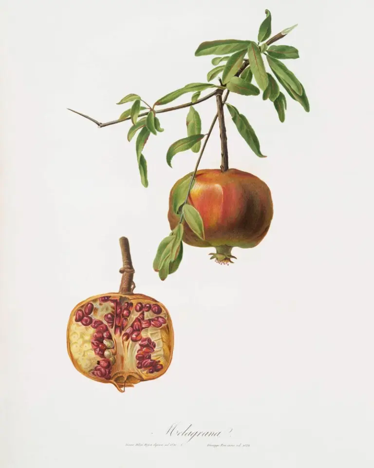 An old botanical print featuring antique studies of a pomegranate done in colored pencils.