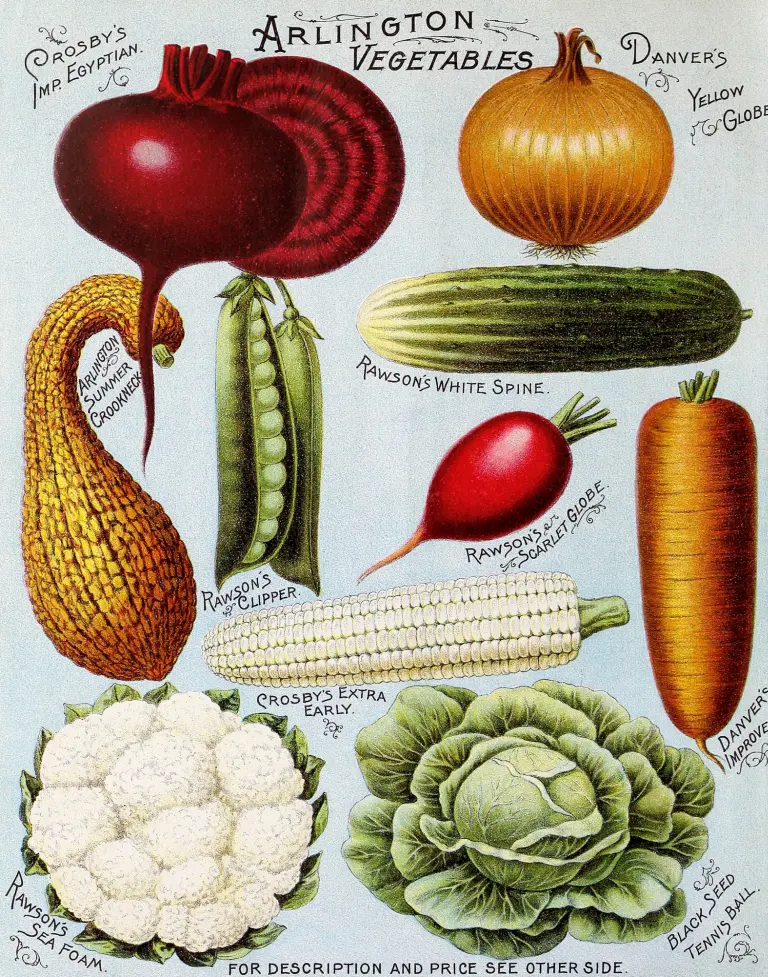 A vintage kitche wall decor poster featuring old drawings of vegetables: beets, cauliflowers, carrots, cabbage, radish, green peas, cucumber, and onion.