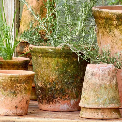 Various sizes terra cotta pots covered with moss and fungus, with rosemary and other herbs planted inside them.