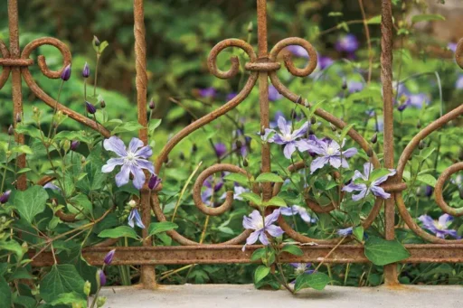 A partial view of a rusty, decorative wrought iron gate use as a trellis for purple flowers.