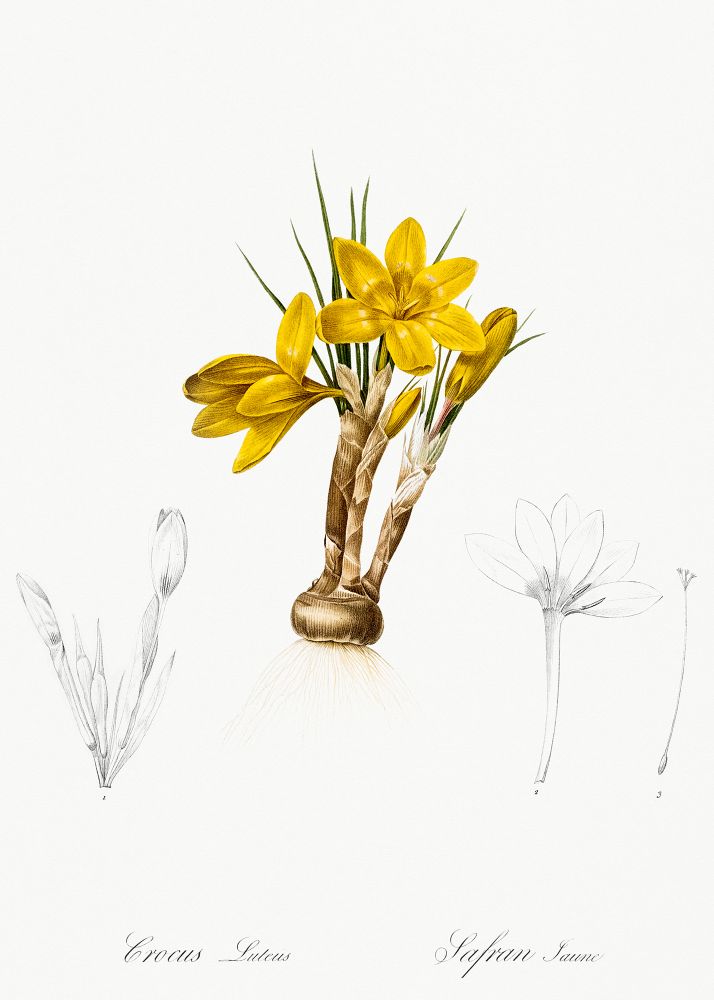 An vintage illustration of a yellow crocus