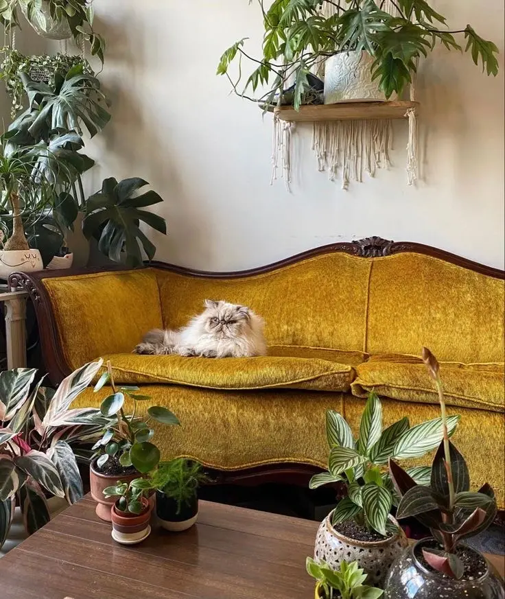 Vintage yellow velvet sofa with carved wood trim, surrounded by lush houseplants, and a fluffy cat lounging on the cushion.